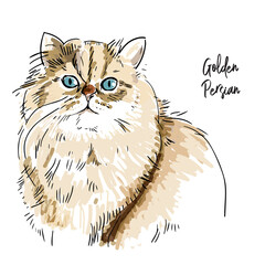 Golden Persian cat