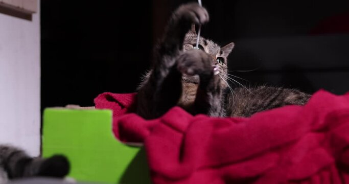 Cute cat playing with a string. The tired tabby cat lying down and trying to catch the string flying in the air with her paws