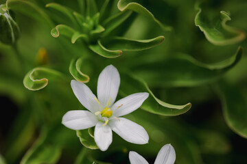 Fototapeta premium Shallow depth of field (selective focus) details white rain lily flowers (Zephyranthes candida, autumn zephyr lily, white windflower).