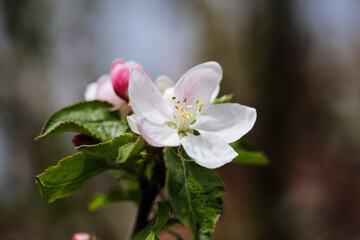 Shallow depth of field (selective focus) details with apple tree flowers during a sunny spring day.