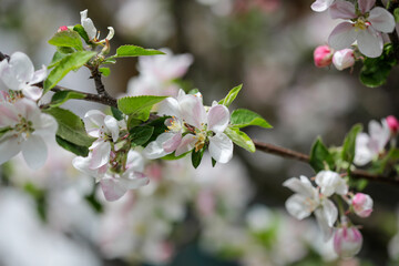 Shallow depth of field (selective focus) details with apple tree flowers during a sunny spring day.