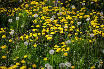 Shallow depth of field (selective focus) details with seeding and flowering dandelion flowers (Taraxacum) during a sunny spring day.