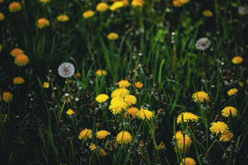 Shallow depth of field (selective focus) details with seeding and flowering dandelion flowers (Taraxacum) during a sunny spring day.