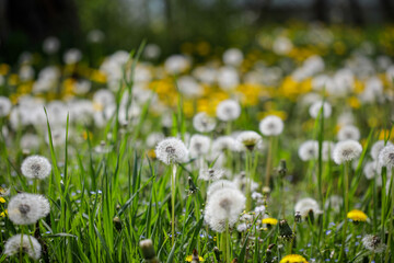 Obraz premium Shallow depth of field (selective focus) details with seeding and flowering dandelion flowers (Taraxacum) during a sunny spring day.