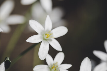 Shallow depth of field (selective focus) details white rain lily flowers (Zephyranthes candida, autumn zephyr lily, white windflower).