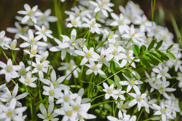 Shallow depth of field (selective focus) details white rain lily flowers (Zephyranthes candida,...