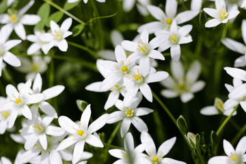 Shallow depth of field (selective focus) details white rain lily flowers (Zephyranthes candida, autumn zephyr lily, white windflower).