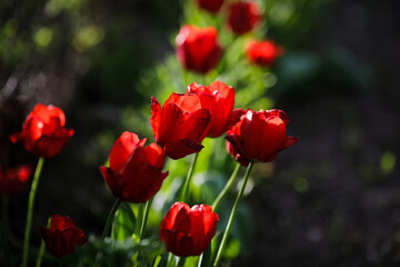 Shallow depth of field (selective focus) details with red tulips on a sunny spring day.