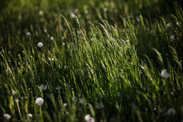 Details with green grass under heavy wind in the dusk light of a spring day.