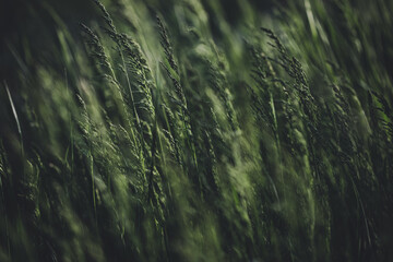 Details with green grass under heavy wind in the dusk light of a spring day.
