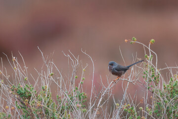 Dartford warbler curruca undata perching in the sansouire in Camargue, Southern France