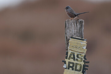Dartford warbler curruca undata perching in the sansouire in Camargue, Southern France