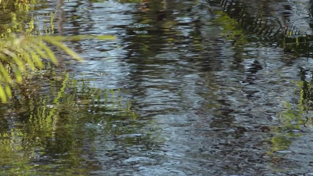 Plants over stream in an agricultural ditch