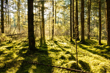 Kefer Wald Bayern Moos Sonnenstrahlen 
