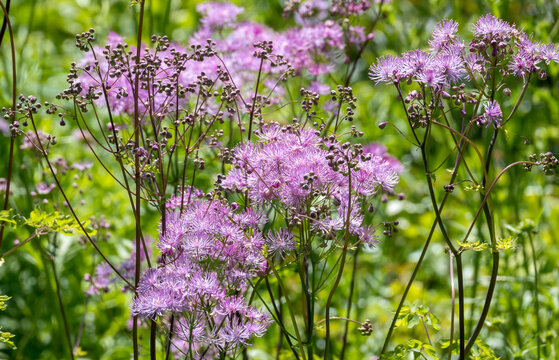 Akeleibl&auml;ttrige Wiesenraute (Thalictrum aquilegiifolium)