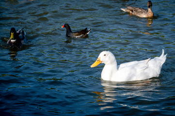Large white heavy duck also known as America Pekin Duck, Long Island Duck, Pekin Duck, Aylesbury Duck, Anas platyrhynchos domesticus