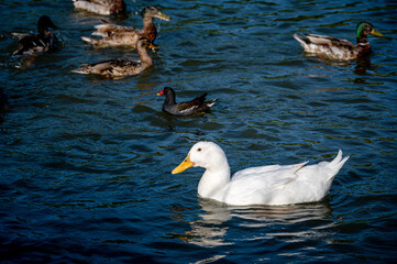 Large white heavy duck also known as America Pekin Duck, Long Island Duck, Pekin Duck, Aylesbury Duck, Anas platyrhynchos domesticus