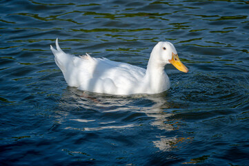 Large white heavy duck also known as America Pekin Duck, Long Island Duck, Pekin Duck, Aylesbury Duck, Anas platyrhynchos domesticus