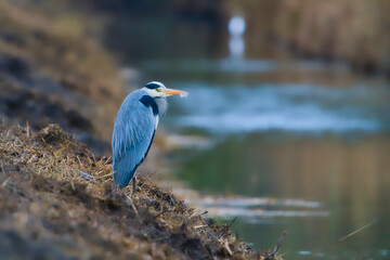 A Grey heron bird in natural habitat