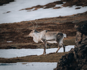 Lonely wild and calm reindeer in cold mountains in Iceland. Winter scenery with snow.