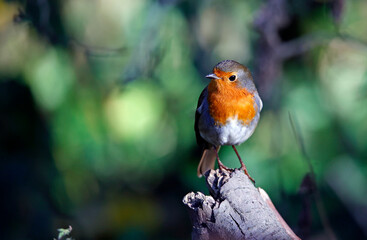 Eurasian robin feeding in the woods