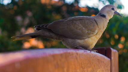 Vue rapprochée d'une jeune tourterelle, posée sur un portail en bois © Anthony