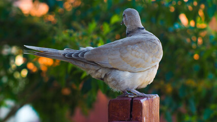 Vue rapprochée d'une jeune tourterelle, posée sur un portail en bois © Anthony