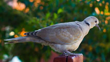 Vue rapprochée d'une jeune tourterelle, posée sur un portail en bois © Anthony