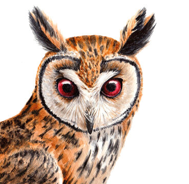 watercolor illustration long-eared owl with pink eyes