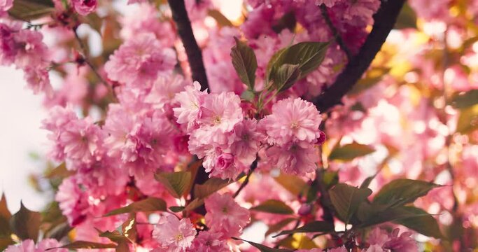 beautiful flowers of Sakura, Kanzan Cherry Tree blooming in ornamental garden at spring