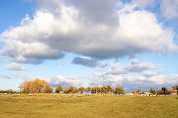 Fototapeta premium Sheep grazing in the autumn field.