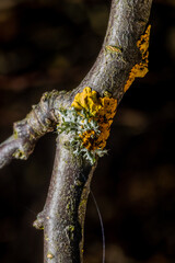 Close up of a branch with moss and lichen