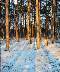 Obraz premium winter forest in the winter