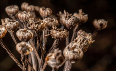 Close up of dry brown tansy, Chrysanthemum vulgare