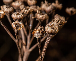 Close up of dry brown tansy, Chrysanthemum vulgare