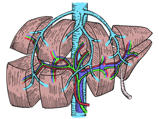 Liver anatomy: Couinaud hepatic segmentation. Vector