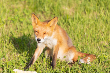 北海道のキタキツネ