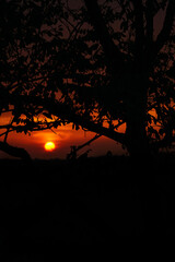 sunset in the mountains behind tree branches