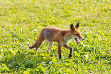 北海道のキタキツネ