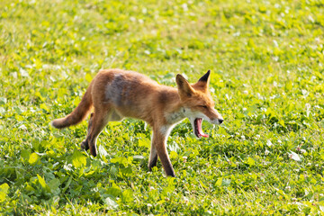 北海道のキタキツネ
