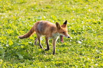 北海道のキタキツネ