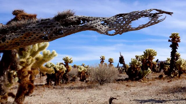 Teddy bear cholla (Cylindropuntia bigelovii). Cholla Cactus Garden at Joshua Tree National Park. California