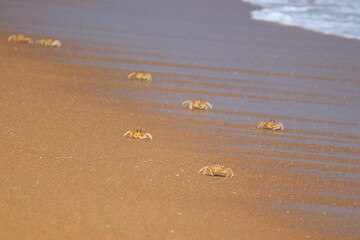 Crab in beach sand