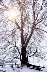  sun's rays make their way through the branches of a tree in winter