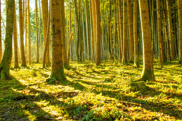 Kefer Wald Bayern Sonnenschein Moos Waldweg Weg