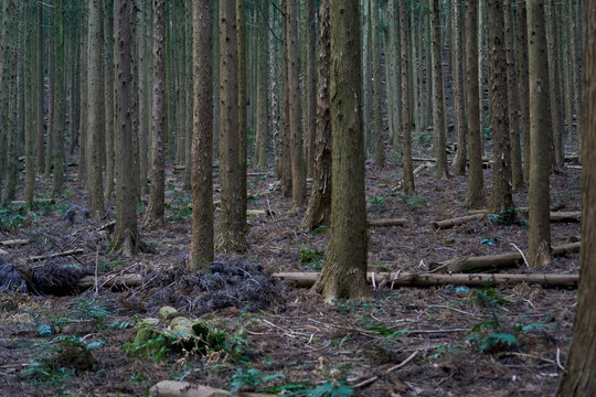 A forest in Jeju Island