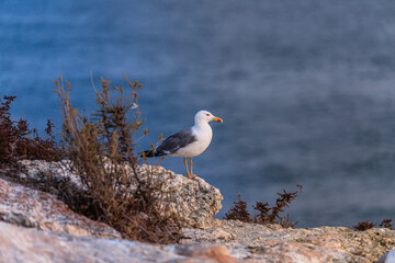 Seagulls at sunset