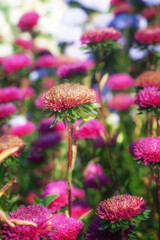 Artistic closeup of beautiful pink fresh flowers on natural meadow