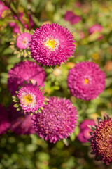 Fototapeta premium Artistic closeup of beautiful pink fresh flowers on natural meadow