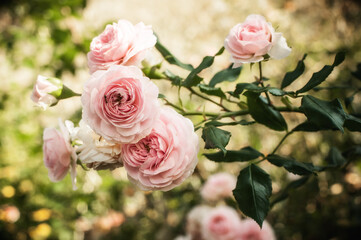 Artistic closeup of beautiful white fresh flowers on natural meadow